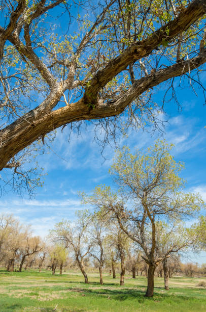 istock diversifolia Schrenk, Populus euphratica,  Euphrates Poplar,  poplar 950585944