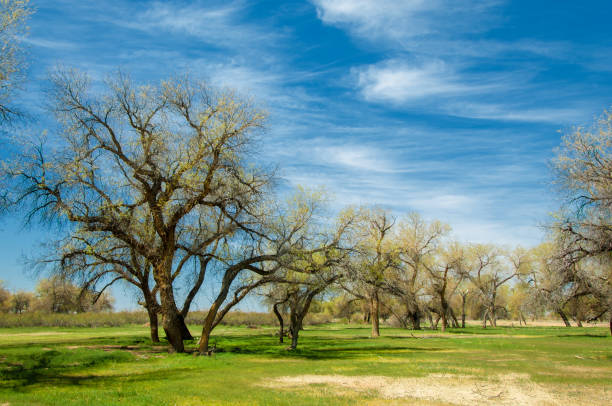 istock diversifolia Schrenk, Populus euphratica,  Euphrates Poplar,  poplar 950586086