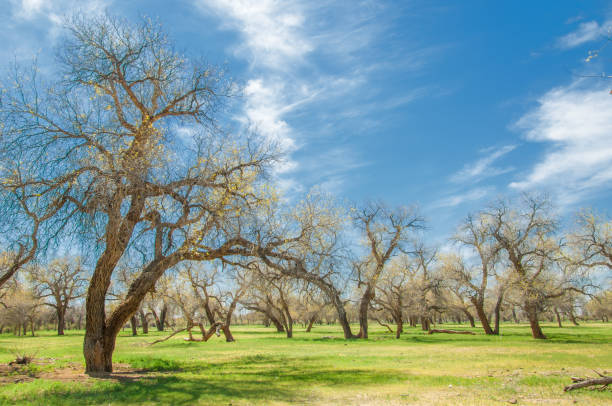 istock diversifolia Schrenk, Populus euphratica,  Euphrates Poplar,  poplar 950586090