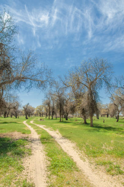 istock diversifolia Schrenk, Populus euphratica,  Euphrates Poplar,  poplar 950586124