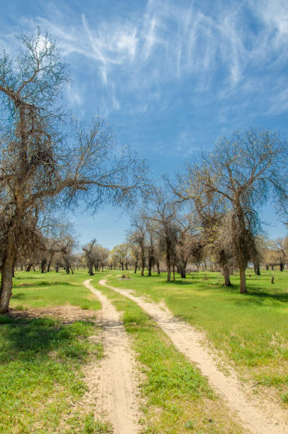 istock diversifolia Schrenk, Populus euphratica,  Euphrates Poplar,  poplar 950586144