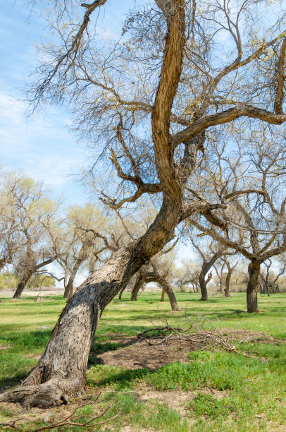 istock diversifolia Schrenk, Populus euphratica,  Euphrates Poplar,  poplar 950586156