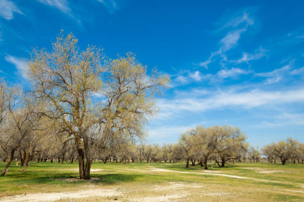 istock diversifolia Schrenk, Populus euphratica,  Euphrates Poplar,  poplar 950586346