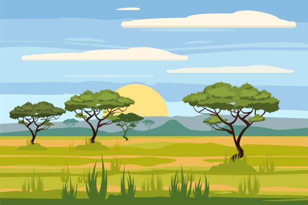 bildbanksillustrationer, clip art samt tecknat material och ikoner med afrikanska landskapet, savannah, solnedgång, vektor, illustration, tecknad stil, isolerade - fält illustrationer