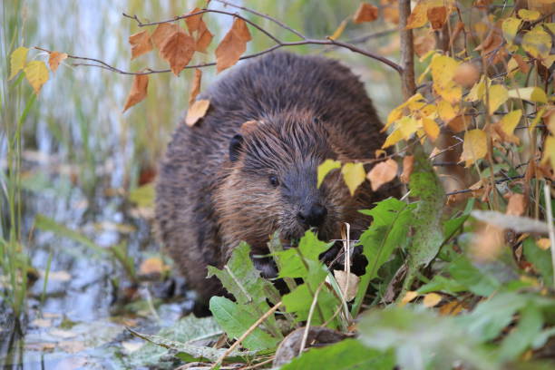 istock North American Beaver (Castor canadensis) eating  Alaska 950586704