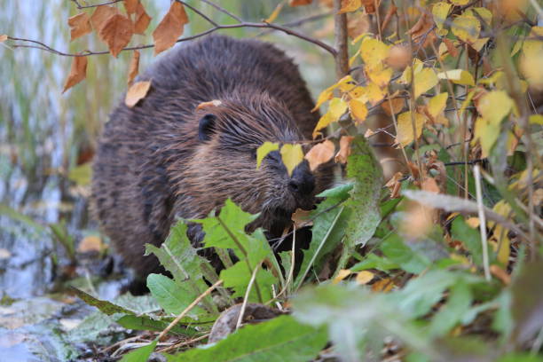 istock North American Beaver (Castor canadensis) eating  Alaska 950586796