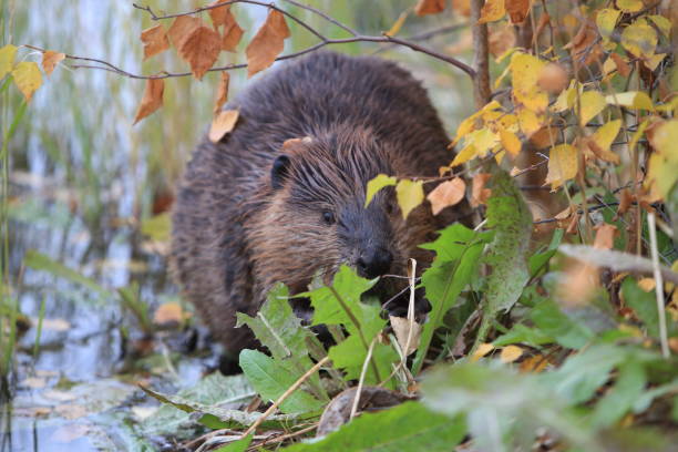 istock North American Beaver (Castor canadensis) eating  Alaska 950587012