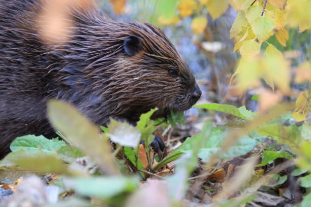 istock North American Beaver (Castor canadensis) eating  Alaska 950587114