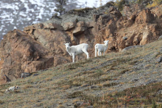 istock Dall's sheep ewe (Ovis dalli) Alaska, USA 950587876