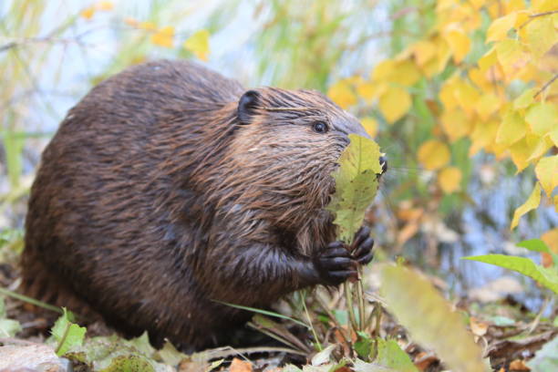 istock North American Beaver (Castor canadensis) eating  Alaska 950588028