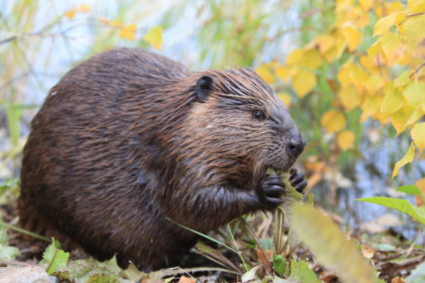 istock North American Beaver (Castor canadensis) eating  Alaska 950588040