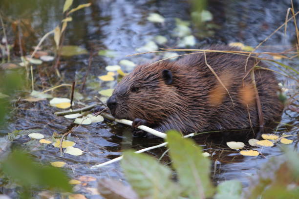 istock North American Beaver (Castor canadensis) eating  Alaska 950588088