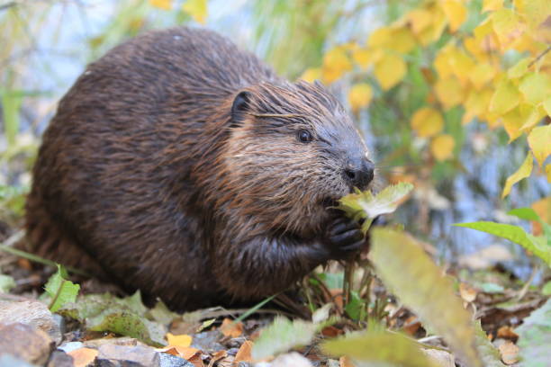 istock North American Beaver (Castor canadensis) eating  Alaska 950588106