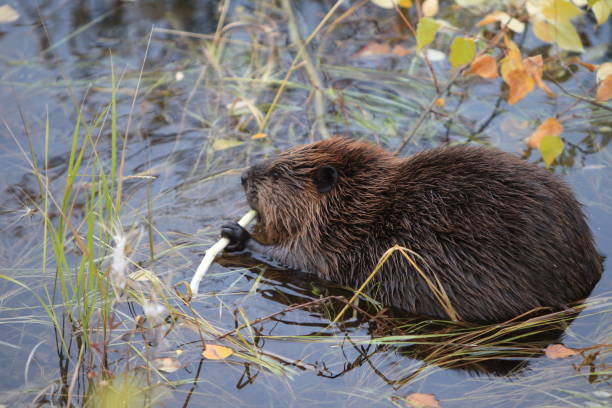 istock North American Beaver (Castor canadensis) eating  Alaska 950588666