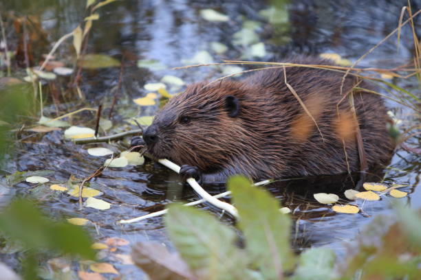 istock North American Beaver (Castor canadensis) eating  Alaska 950588704