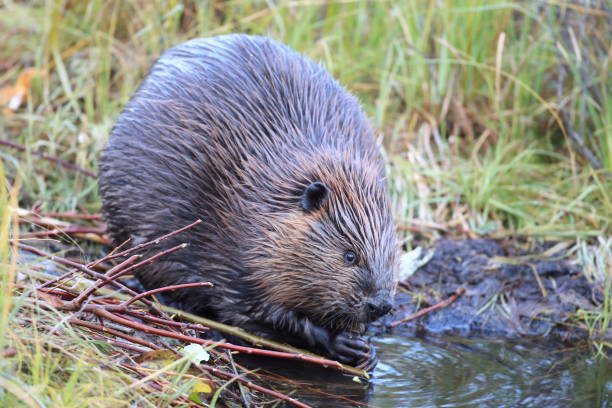 istock North American Beaver (Castor canadensis) eating  Alaska 950588742