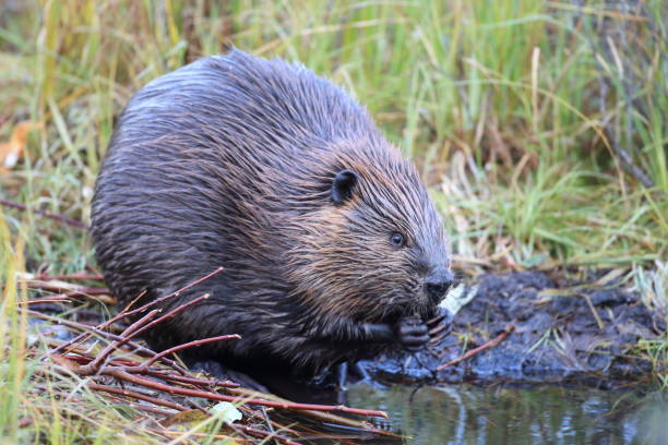 istock North American Beaver (Castor canadensis) eating  Alaska 950588760