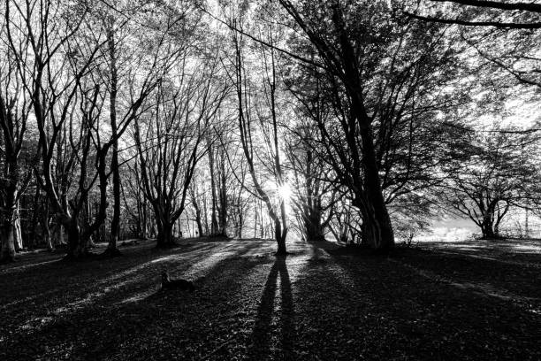 istock Trees in Canfaito (Marche) beech forest with low sun filtering through 950588862