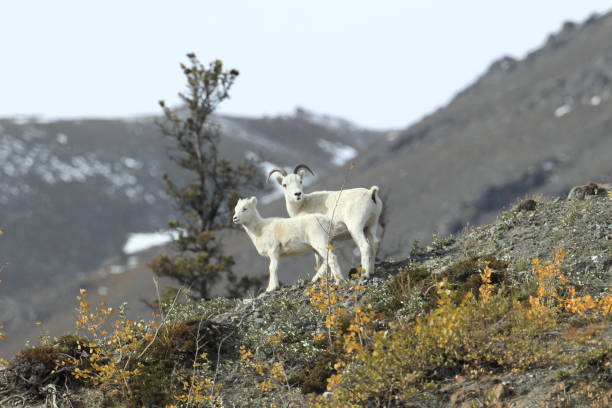 istock Dall's sheep ewe (Ovis dalli) Alaska, USA 950588936