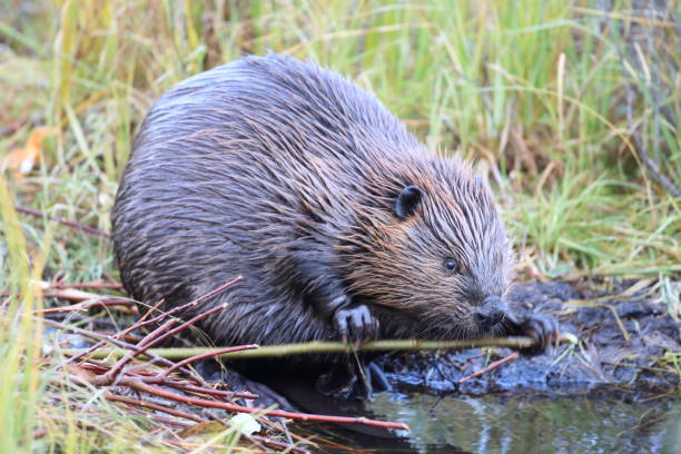 istock North American Beaver (Castor canadensis) eating  Alaska 950588978