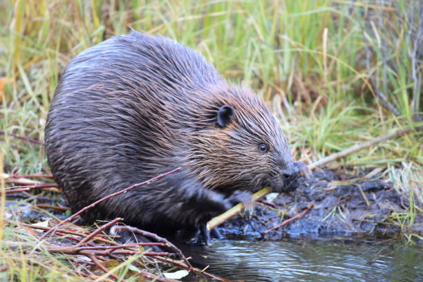 istock North American Beaver (Castor canadensis) eating  Alaska 950589108