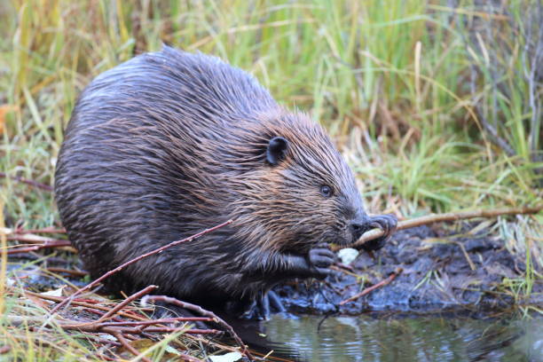 istock North American Beaver (Castor canadensis) eating  Alaska 950589186