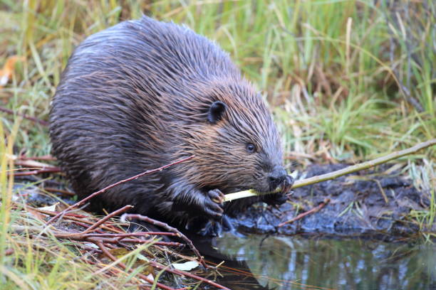 istock North American Beaver (Castor canadensis) eating  Alaska 950589204