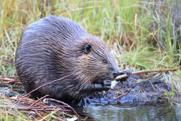 istock North American Beaver (Castor canadensis) eating  Alaska 950589210