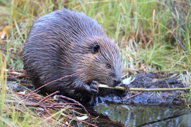 istock North American Beaver (Castor canadensis) eating  Alaska 950589212