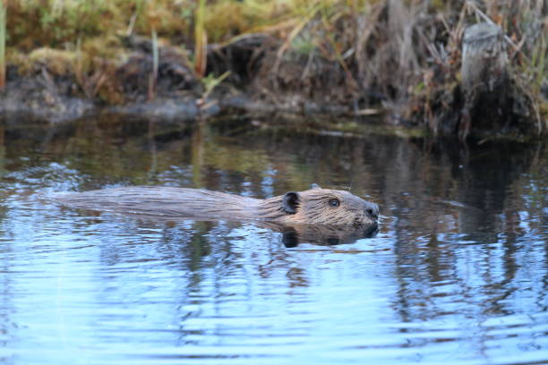 istock North American Beaver (Castor canadensis) eating  Alaska 950589418