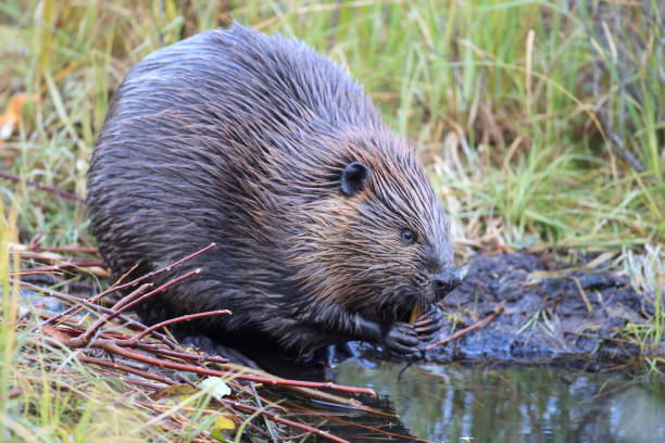 istock North American Beaver (Castor canadensis) eating  Alaska 950589458