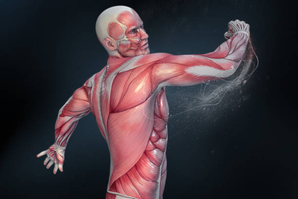 istock Human Anatomy - Male Muscles. 3D illustration. 950589874