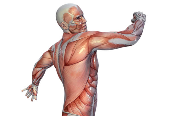 istock Human Anatomy - Male Muscles. 3D illustration. 950590122