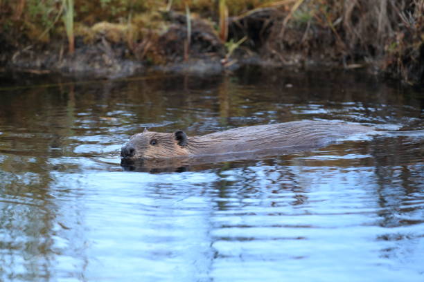 istock North American Beaver (Castor canadensis) eating  Alaska 950590248