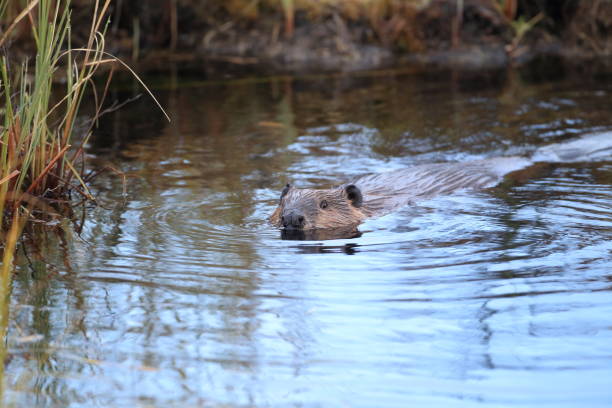 istock North American Beaver (Castor canadensis) eating  Alaska 950590304