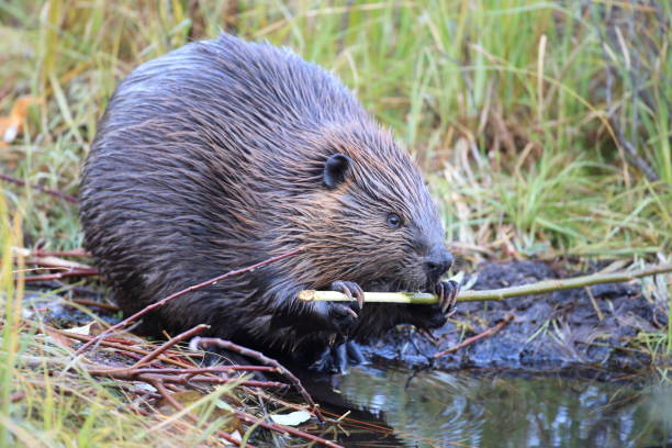 istock North American Beaver (Castor canadensis) eating  Alaska 950590342