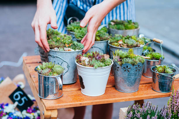 Succulent pots at flower market