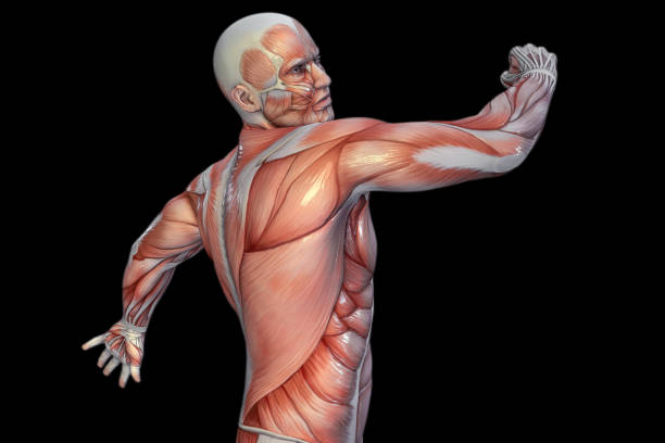 istock Human Anatomy - Male Muscles. 3D illustration. 950590624