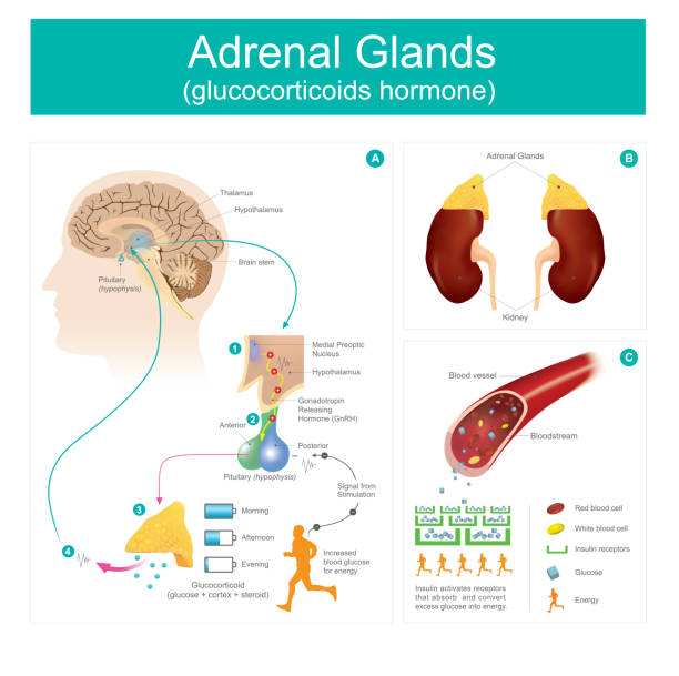 ilustrações de stock, clip art, desenhos animados e ícones de adrenal gland glucocorticoids hormone. - suprarenal gland