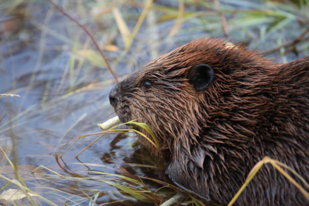 istock North American Beaver (Castor canadensis) eating  Alaska 950593060