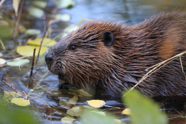 istock North American Beaver (Castor canadensis) eating  Alaska 950593644