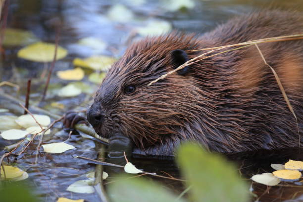 istock North American Beaver (Castor canadensis) eating  Alaska 950593650