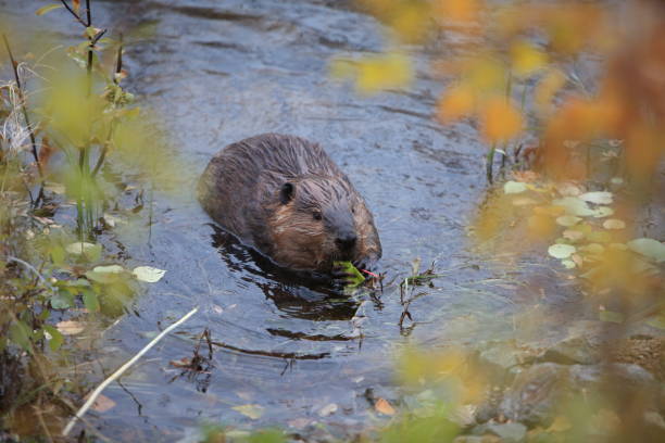istock North American Beaver (Castor canadensis) eating  Alaska 950593850