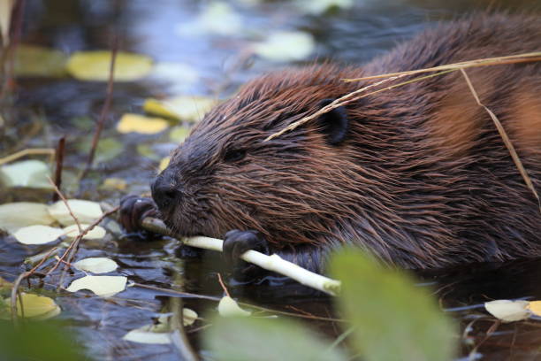 istock North American Beaver (Castor canadensis) eating  Alaska 950593970