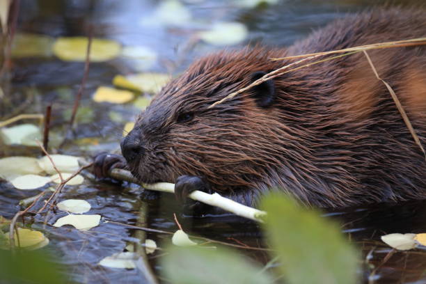 istock North American Beaver (Castor canadensis) eating  Alaska 950594220