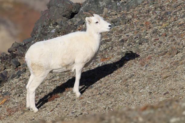 istock Dall's sheep ewe (Ovis dalli) Denali National Park, Alaska, USA 950594308