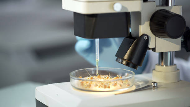 istock Lab worker observing in microscope effect of growth hormone on germinated crops 950594460