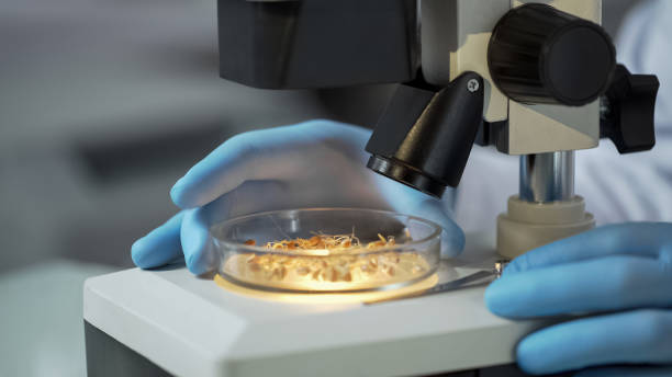 istock Laboratory scientist checking under microscope quality of newly bred wheat 950594462
