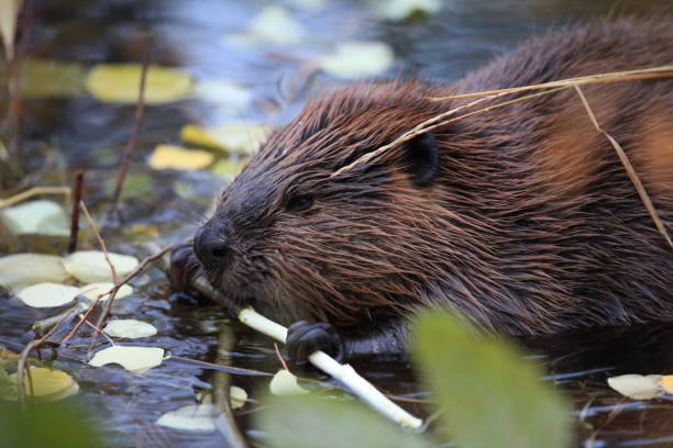 istock North American Beaver (Castor canadensis) eating  Alaska 950596654