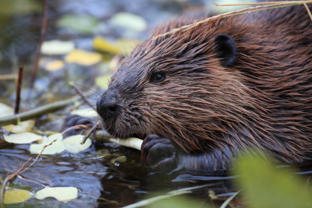 istock North American Beaver (Castor canadensis) eating  Alaska 950596684